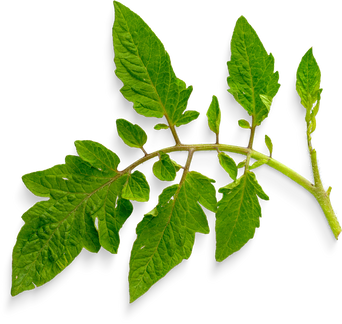 Isolated Cutout PNG